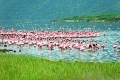 image-gallery